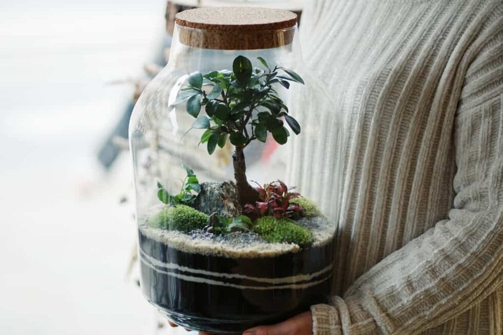 warsztaty online las w słoiku bonsai