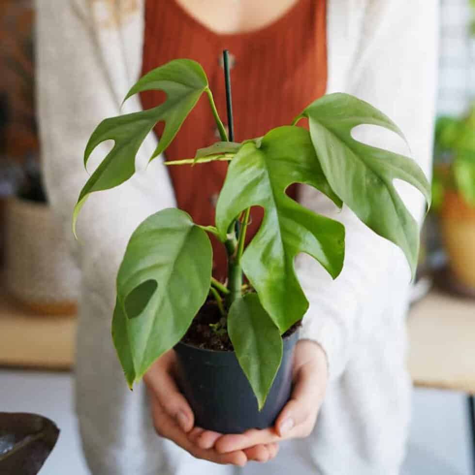 monstera minima