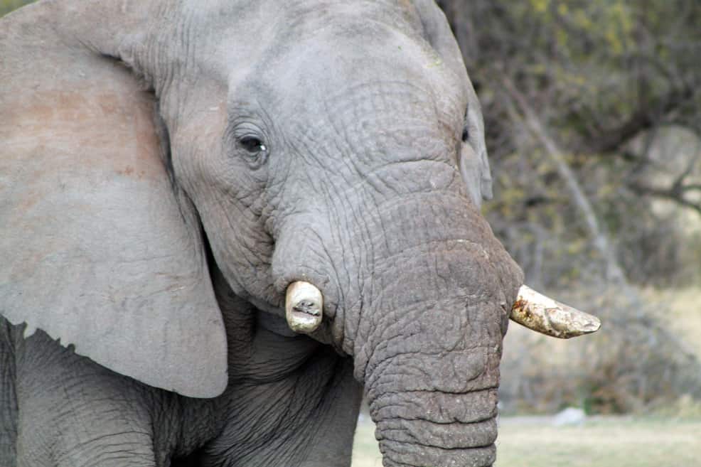 African elephant, Madikwe Game Reserve. Photo: flowcomm, CC BY 2.0