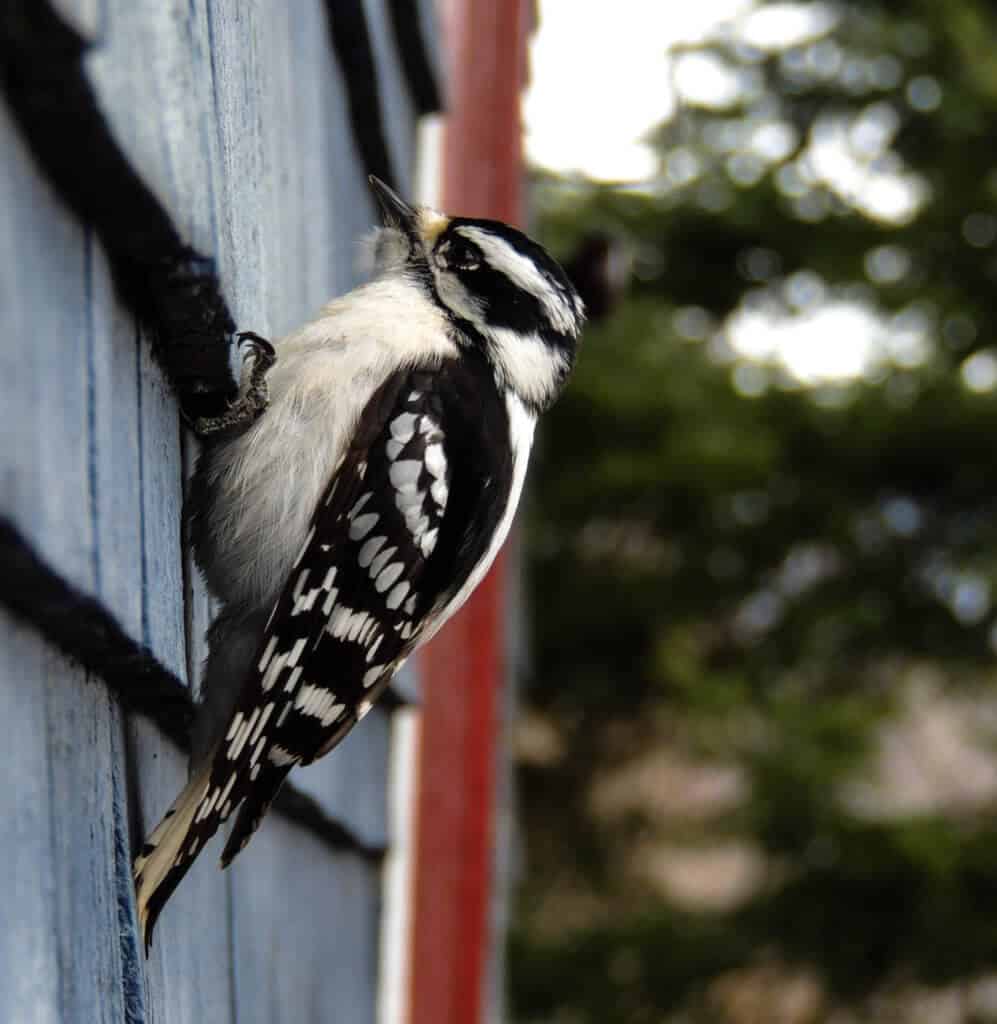 bird watching with kids A downy woodpecker on the side of a blue house