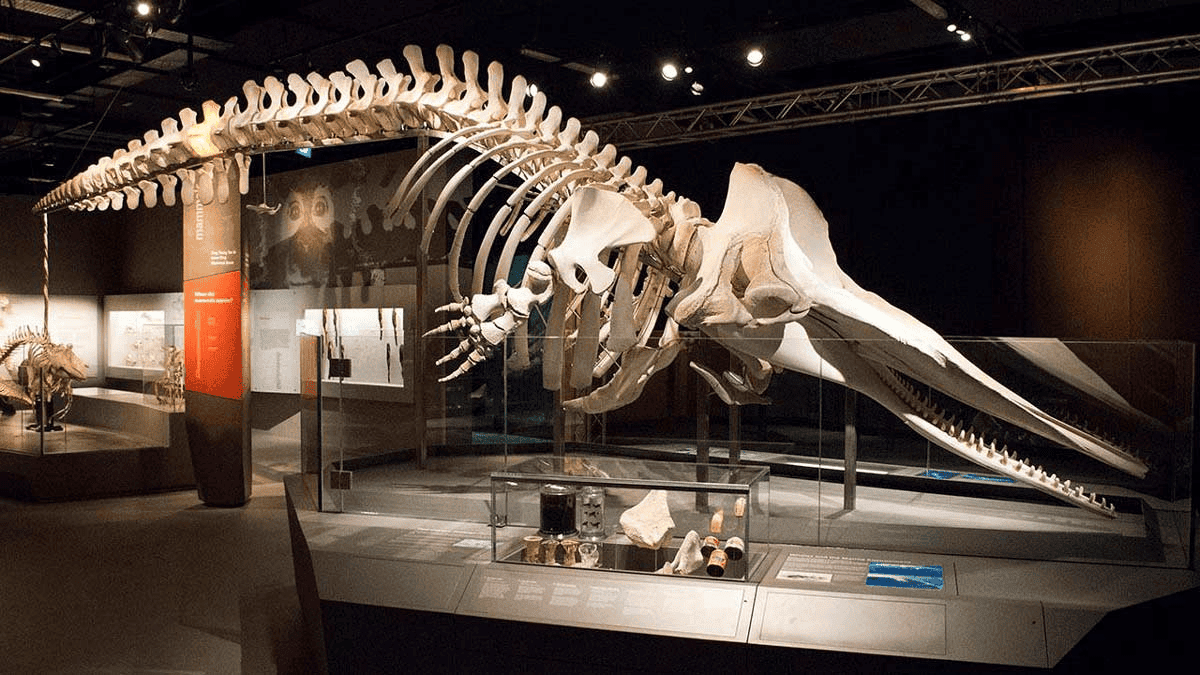 Lee Kong Chian Natural History Museum