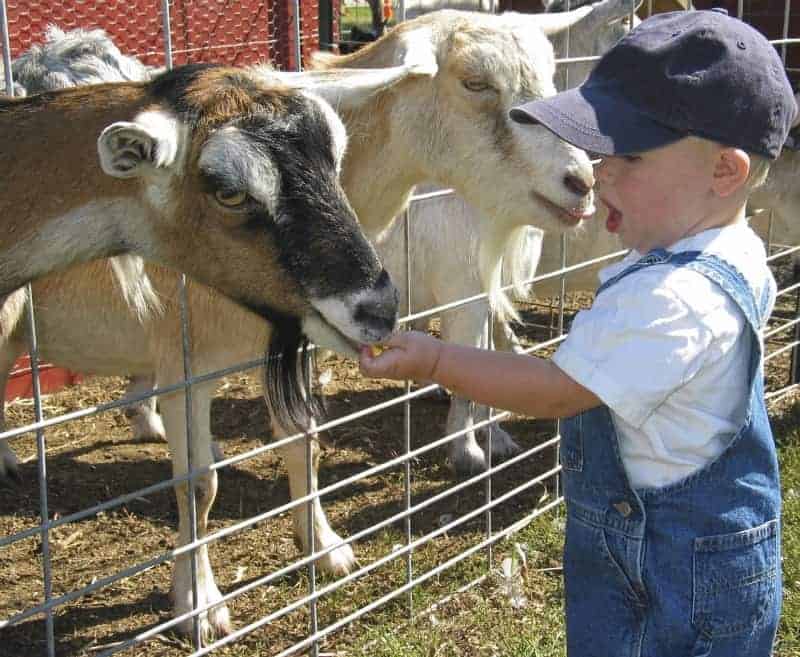 Petting Zoo Insurance