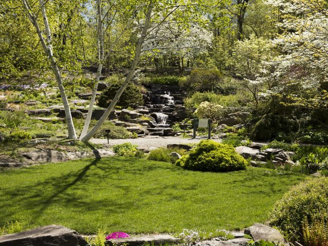Waterfall gently cascades in the background of the NYBG Rock Garden in Spring