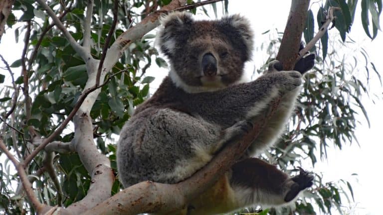 lighthouse-rd-koala3 Koala im Cape Otway NP an der Great Ocean Road