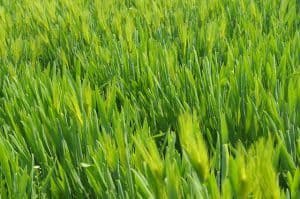 grass 657264 640 300x199