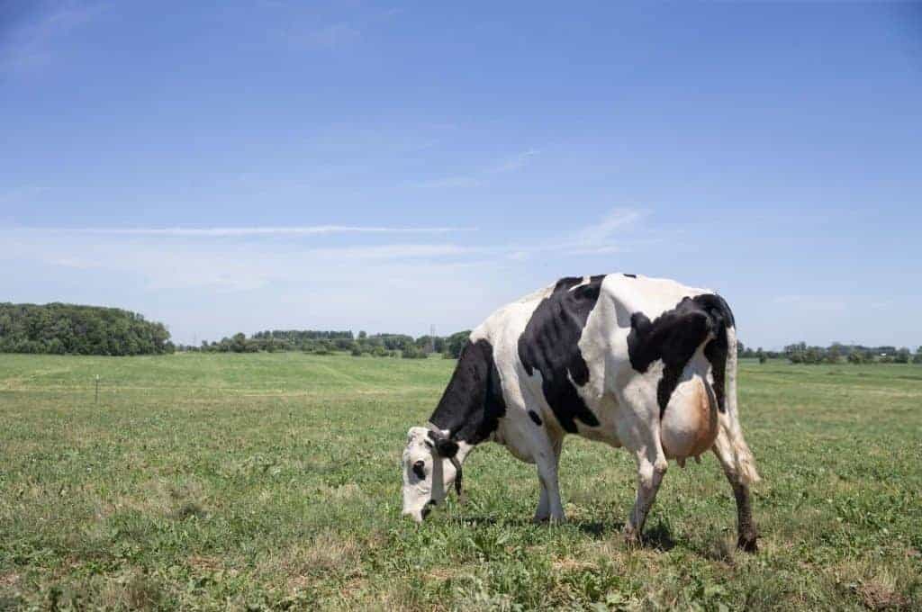 grass fed cow for whey