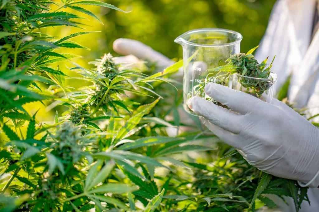Hemp for protein