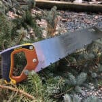 box saw laying in pine tree greenery.