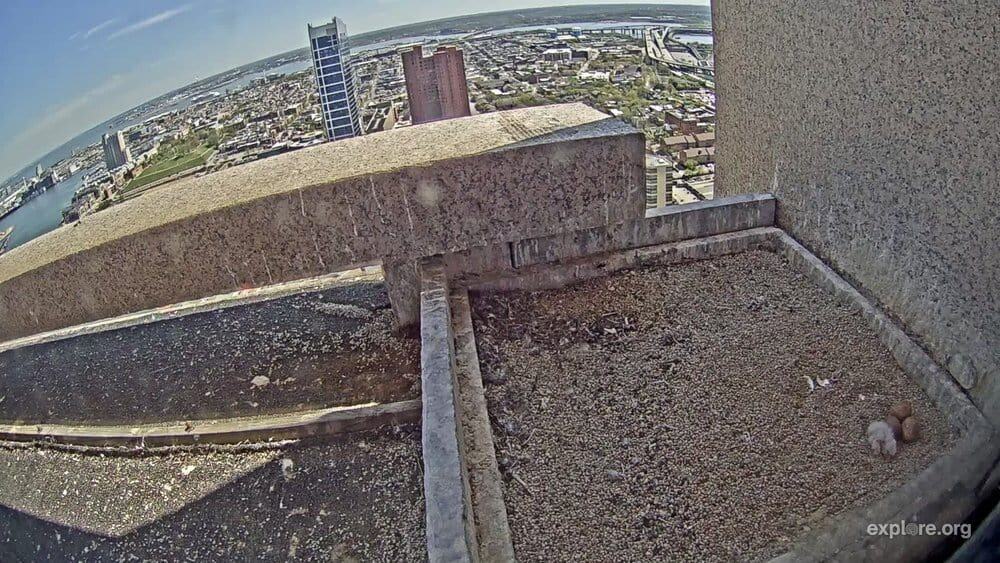 Video snapshot of a new falcon chick (bottom right) above downtown Baltimore. Photo: Explore.org
