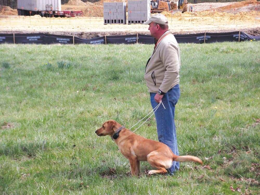 Retriever demos. photos by Ann Eichenmuller