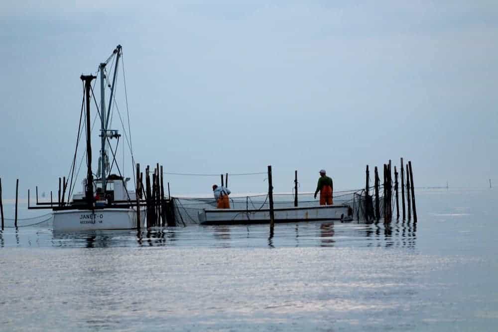 Reedville watermen working a pound net under the morning sun.