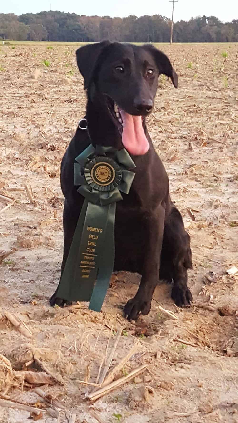 Another happy Old Town Retrievers field trial winner sports her ribbon. Photo by Old Town Retriever Photos