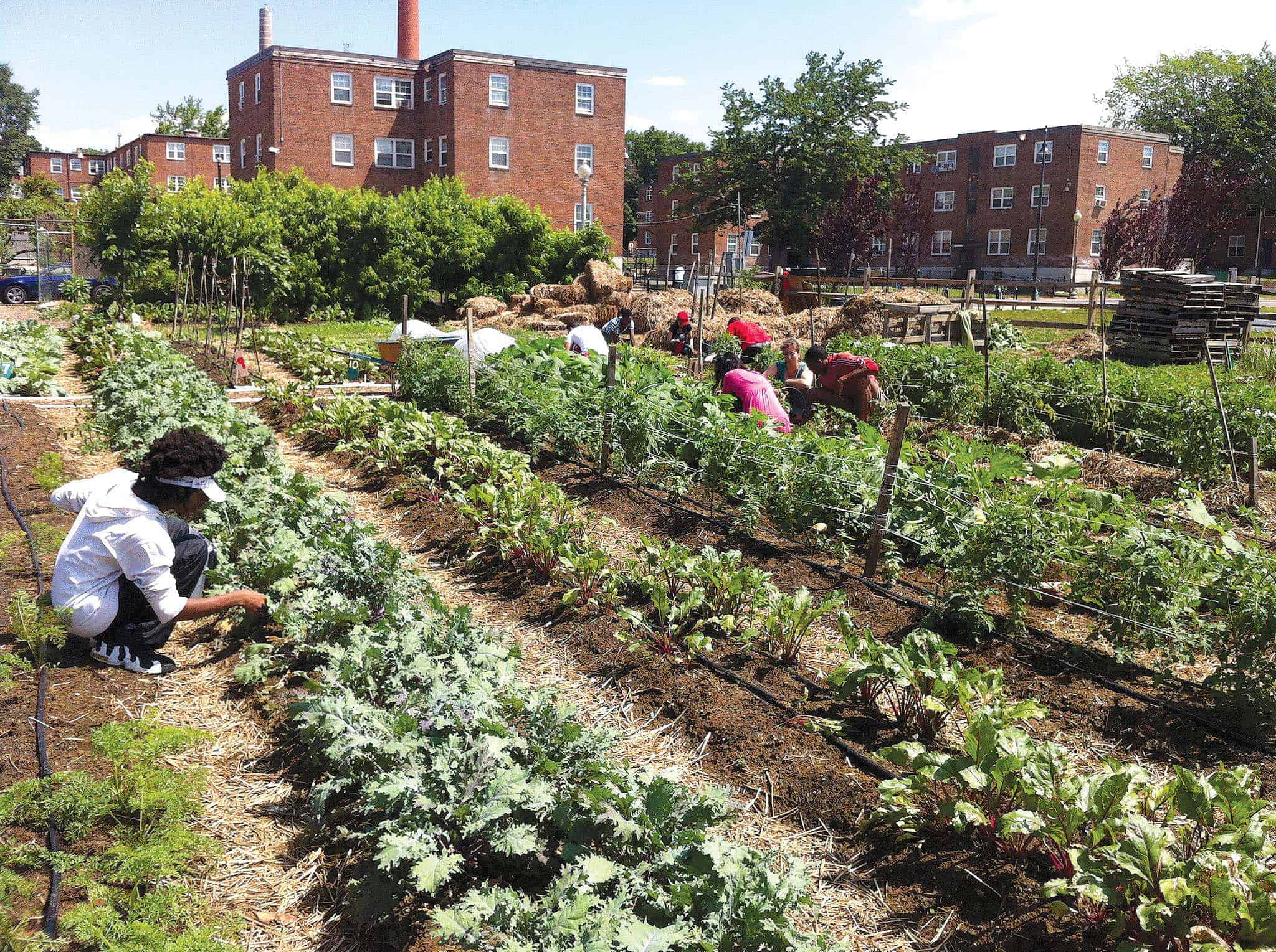 Photo courtesy of Common Good city farm