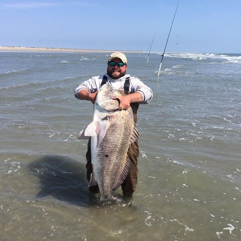 Trey Jones caught this 71-plus pound black drum off the Virginia surf recently. Photo: Trey Jones & Chris’ Bait & Tackle/ Facebook.