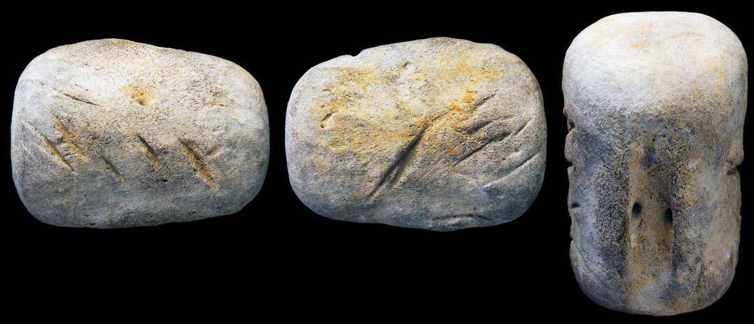 Fossil Miocene dolphin tail bone, deeply gouged on both side by a megalodon