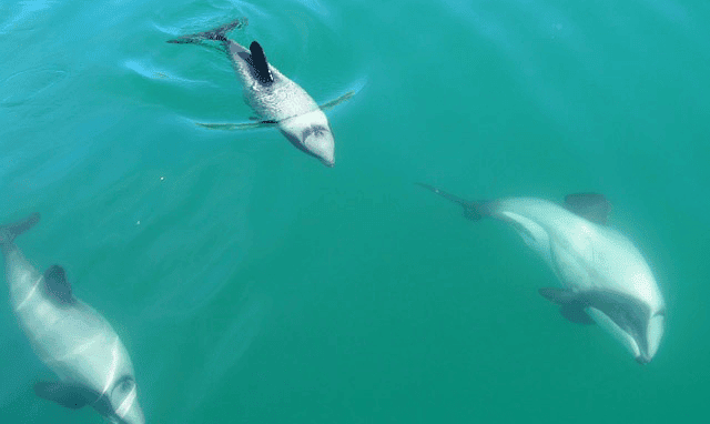 Dolphin Swimming in Akaroa