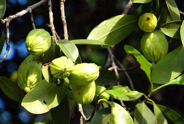 Garcinia cambogia