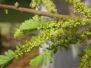Amla