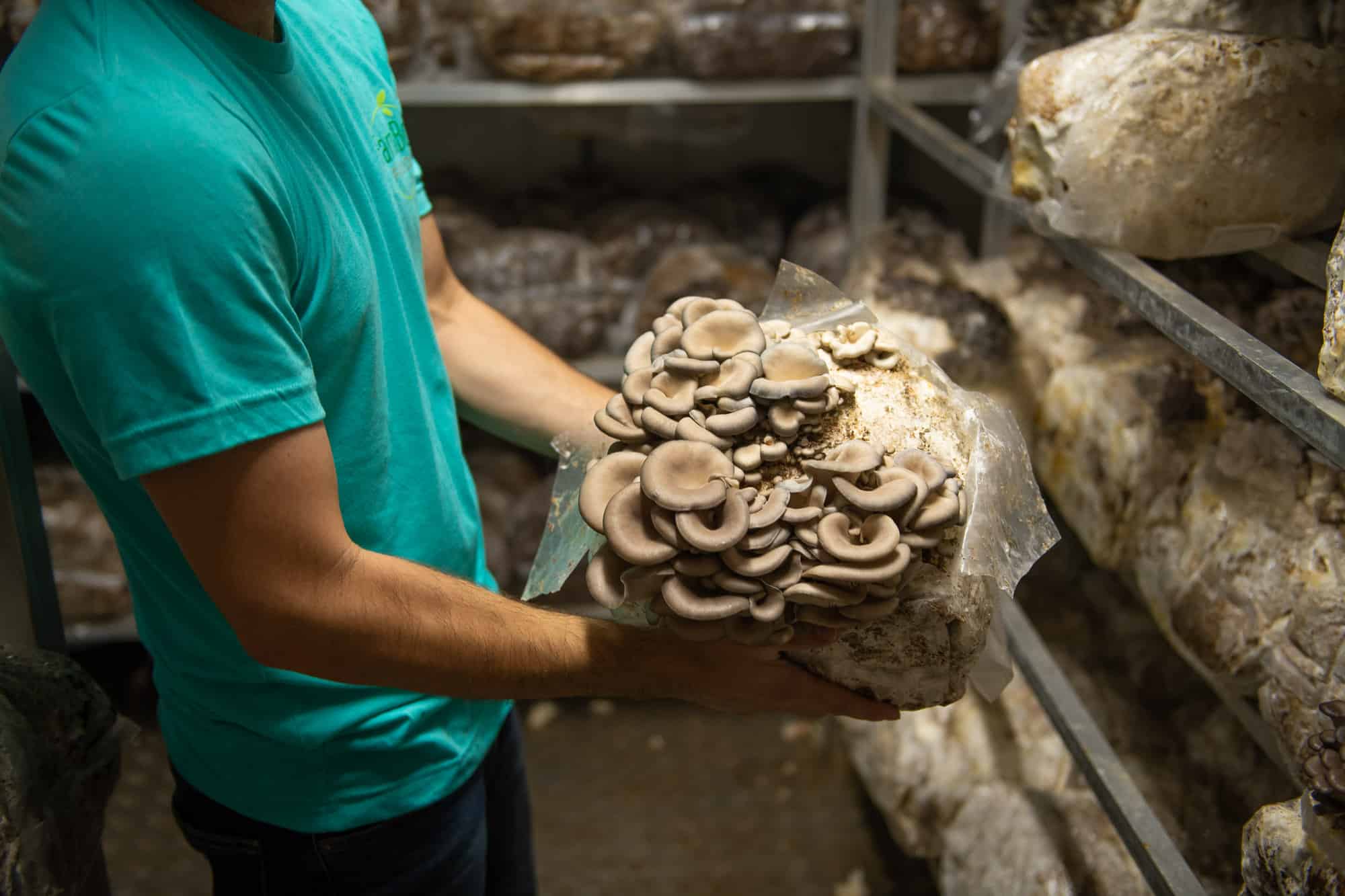 Shipping Container Mushroom Farm Gourmet Mushroom Farm