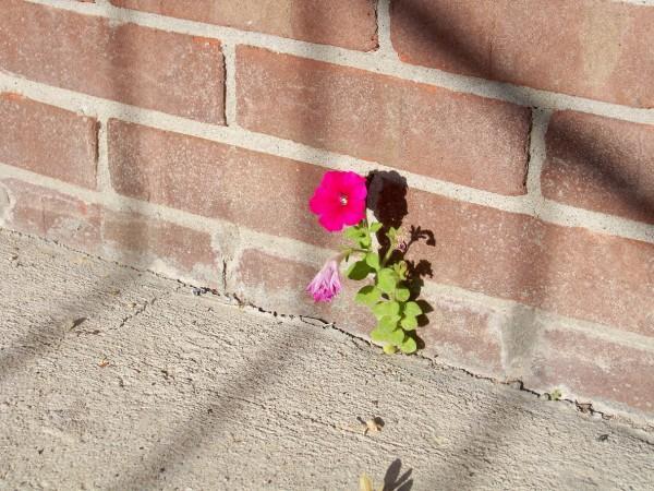3 Lessons on Resilience that Will Make Your Tough Times Easier 2 resilience like a flower in cracks