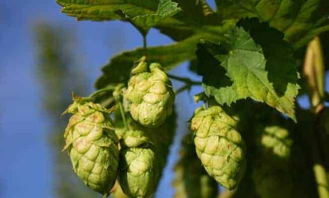 cônes de houblon