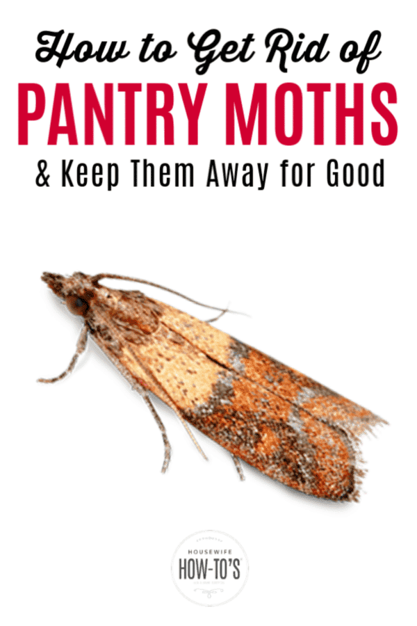 How To Get Rid Of Pantry Moths And Keep Them Out Of Your Home