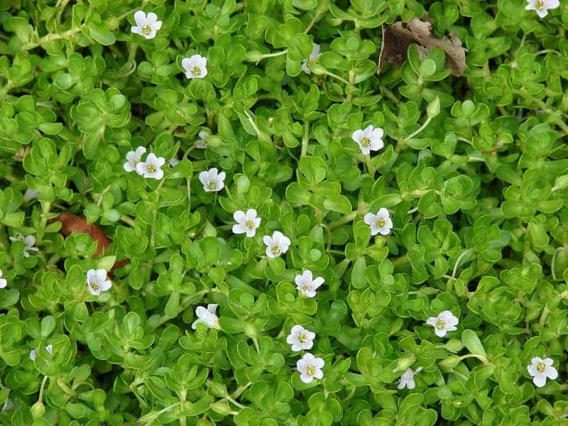 Bacopa monnieri