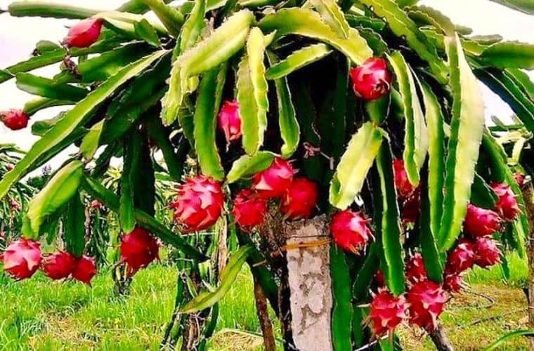 Dragon Fruit Production In Vietnam Vietnamese Food Singapore Vietnamese Restaurant For bigger dragon fruit trees, people build cement, plastic, or cedar trellis to hook up to 4 plants on each side. namnam