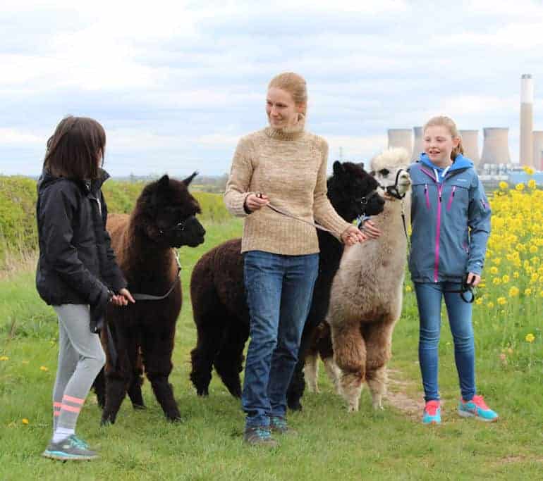 Answering alpaca questions 3 girls talking about alpacas