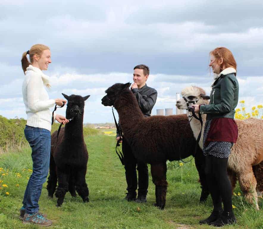 Telling paca jokes Group of people holding alpacas and laughing