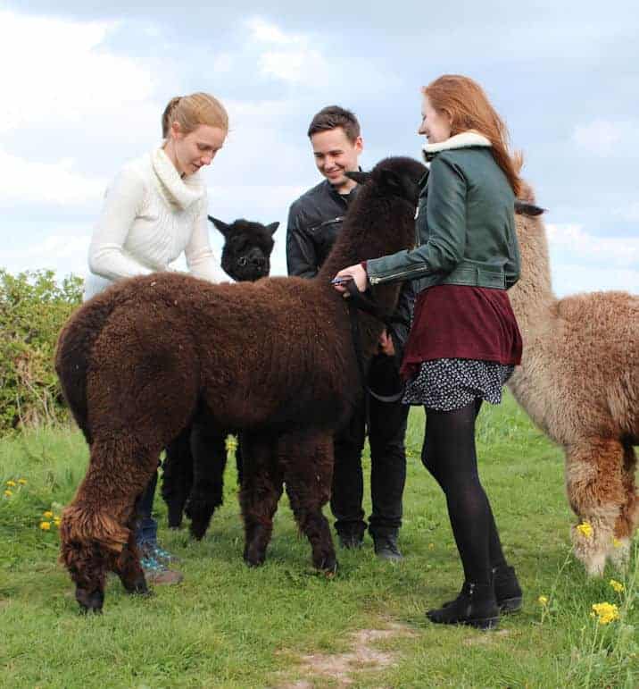 Learning about fleeces Group of people leaning in and looking at an alpaca fleece