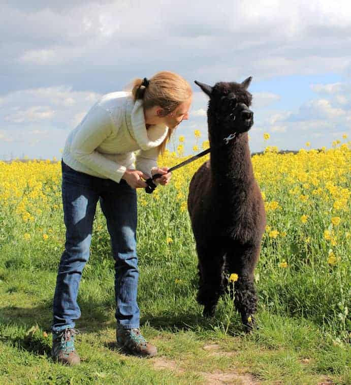 Coaxing James into smiling for the camera Girl talking to alpaca