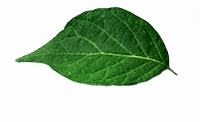 1A
