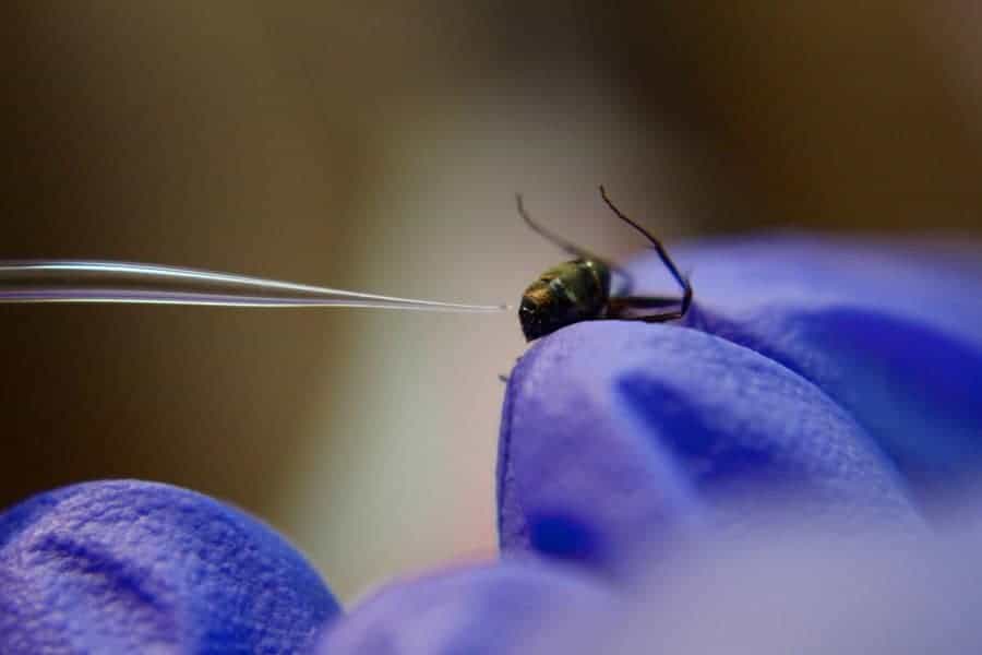 Extracting putative antimicrobials from a carpenter ant. (photo: Lea Shell)