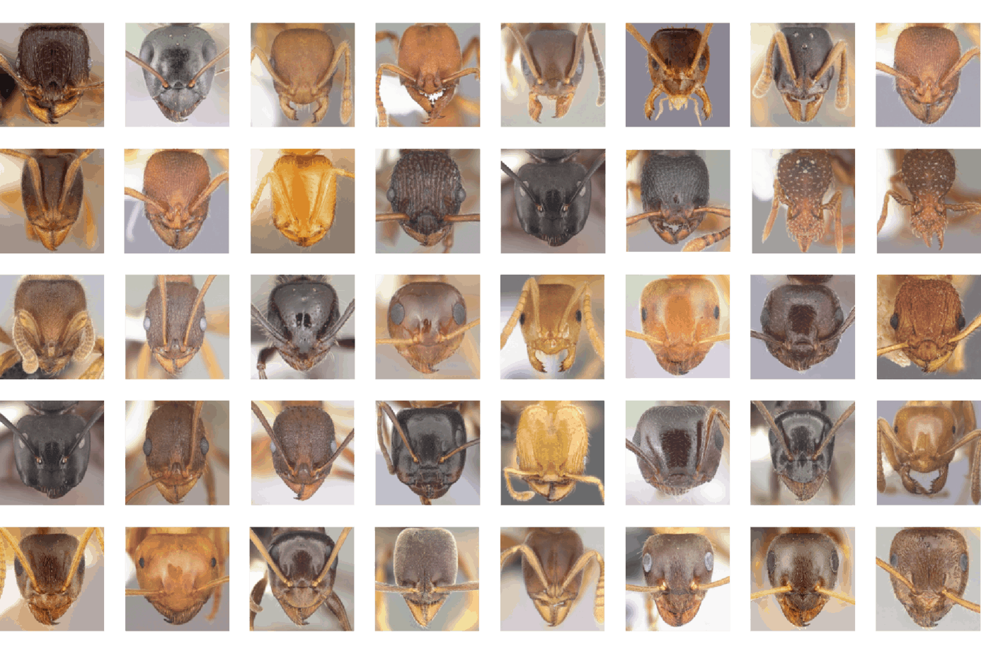 We have identified over 40 ant species in Manhattan to date, which makes Manhattan at least as diverse as local natural sites in terms of ant diversity. (photos modified from www.antweb.org)