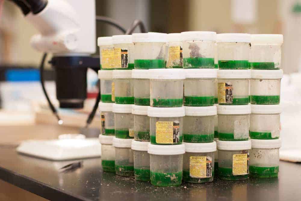Pitfall traps used to sample arthropod communities across warmed plots each month at Duke and Harvard Forests.