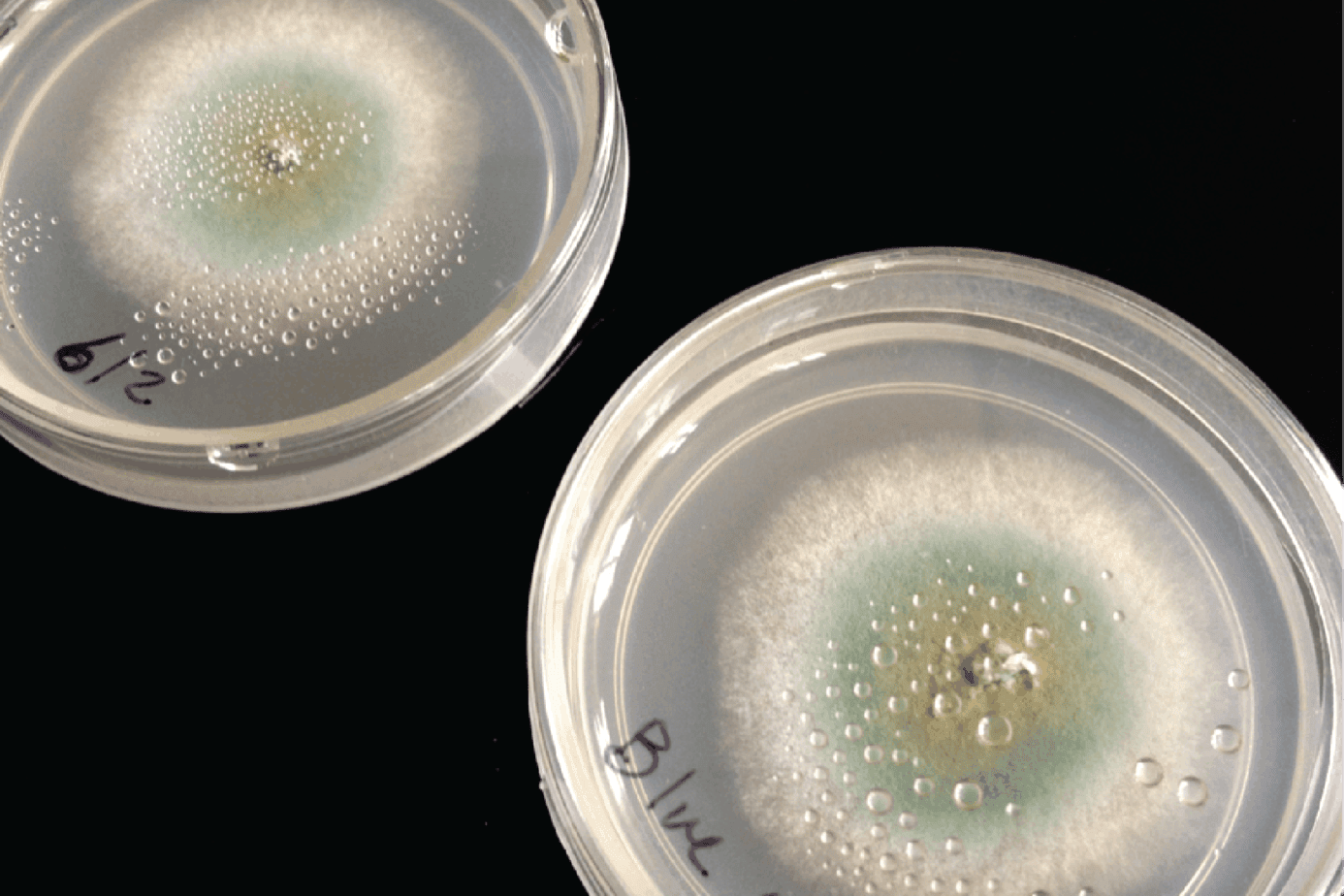 Microbes isolated from ant cuticle.