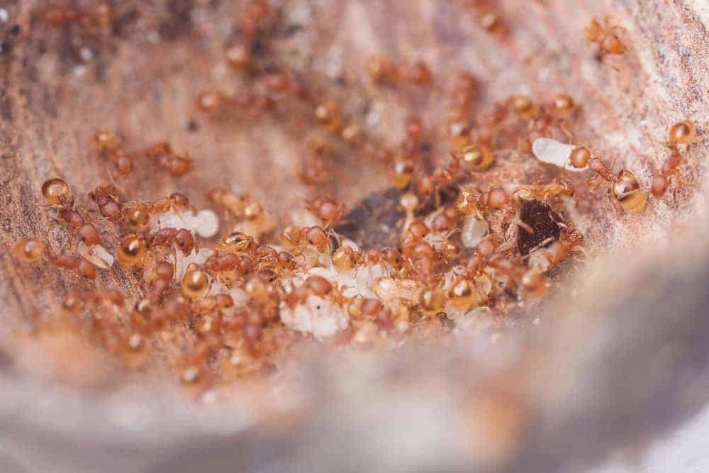 A colony of Temnothorax curvispinosus nesting inside an acorn, which they use to thermoregulate. (photo: Lauren Nichols)