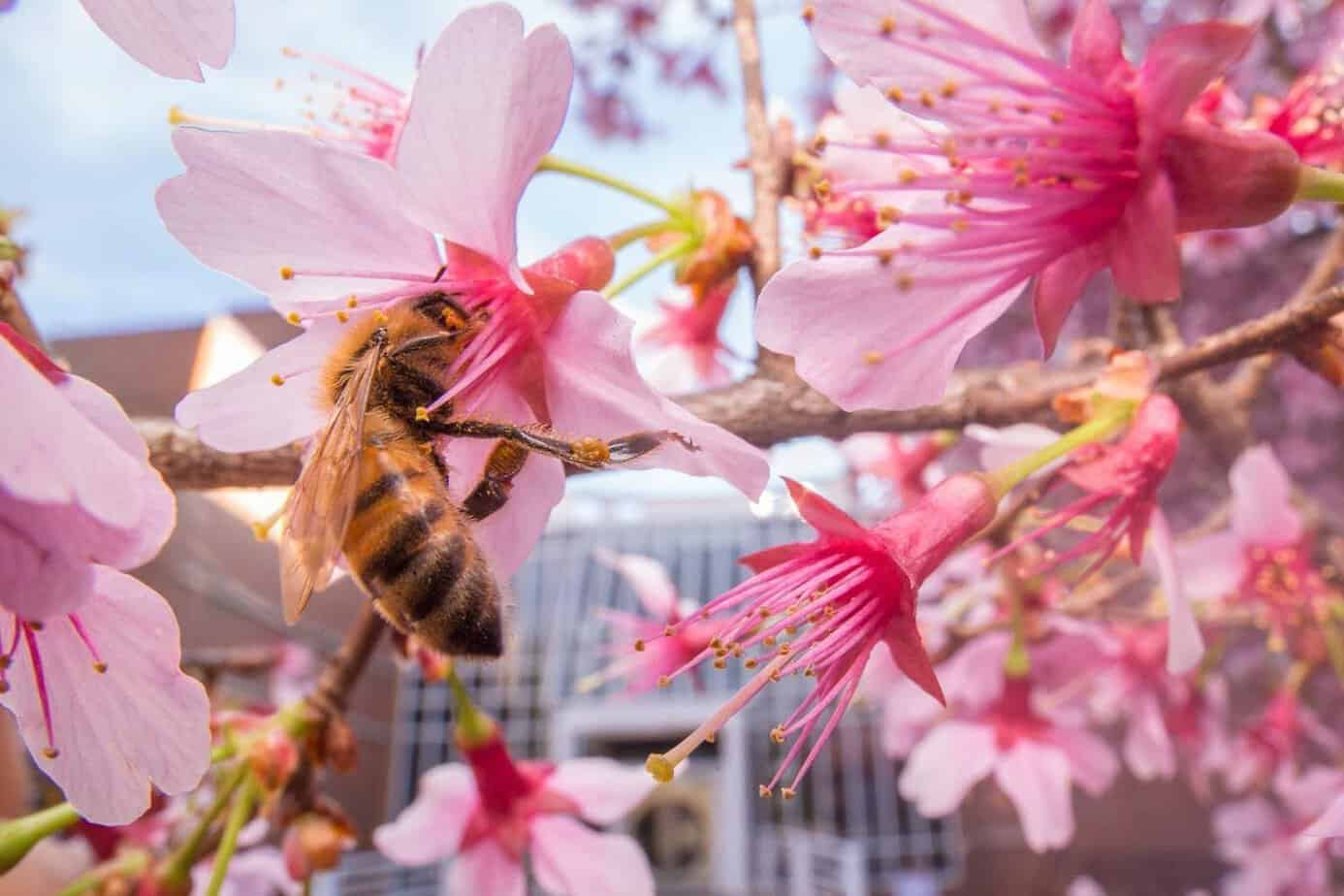 A honey bee worker collecting nectar. Bees rely on flowers as their primary food source, but some turn to human sugars in urban environments. (photo: Lauren Nichols)
