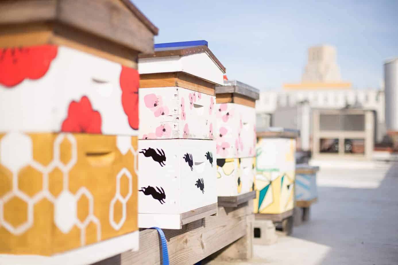 Urban rooftop hives in downtown Durham, NC. (photo: Lauren Nichols)