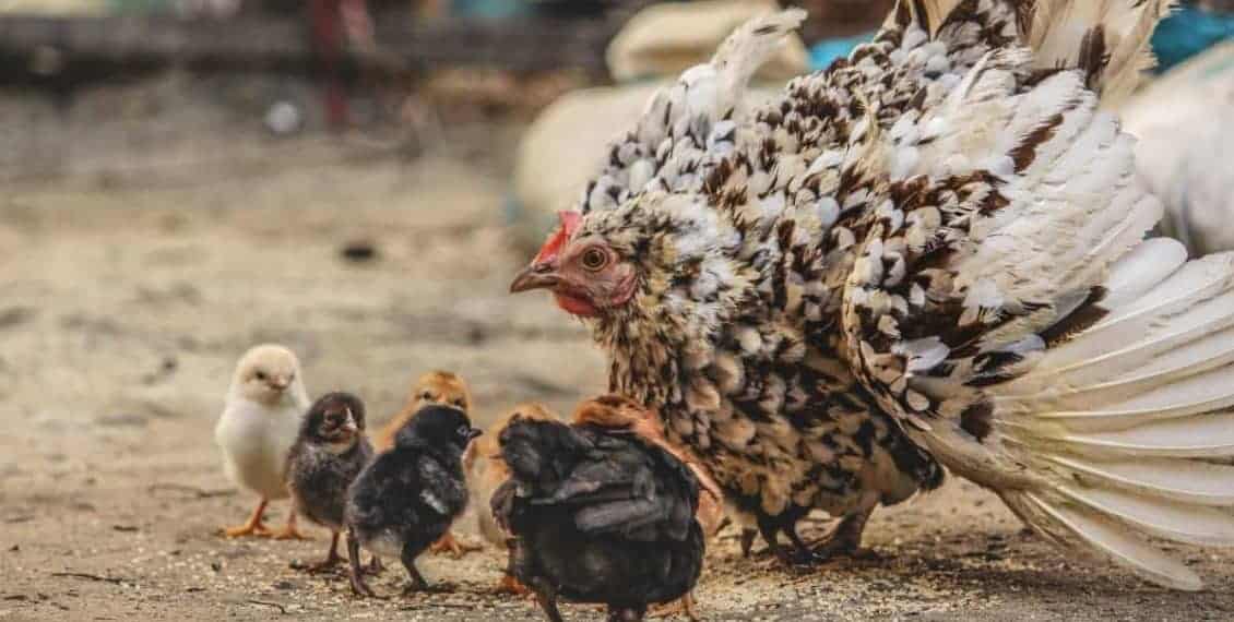 As a Hen Gathereth her Chickens As a Hen Gathereth her Chickens