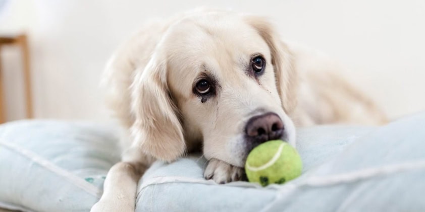Using CBD To Help Pets With Diseases and Ailments