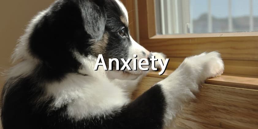 CBD Oil and Pets’ Anxiety