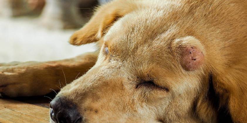 How Does CBD Oil Affect Canine Tumors?