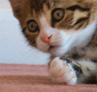 gif animation of cat