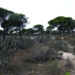 Driving CO₂ neutral with our motorhome