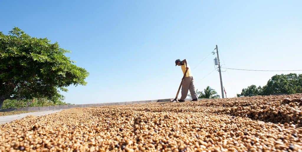 Man raking coffee cherries in the sun