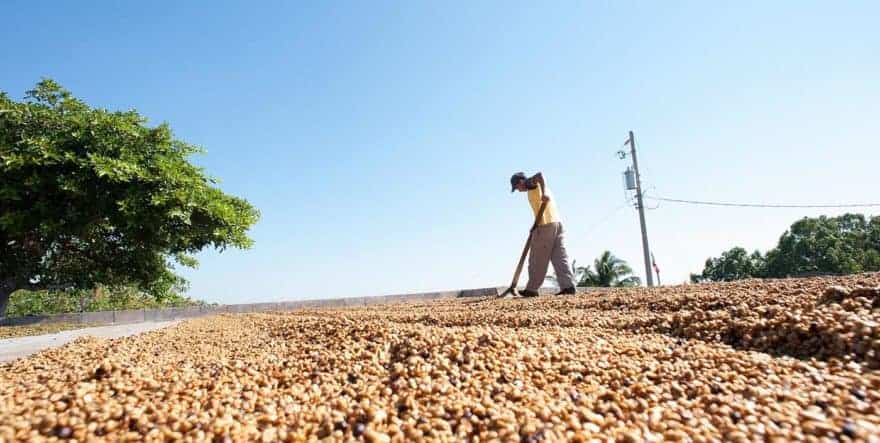 Man raking coffee cherries in the sun
