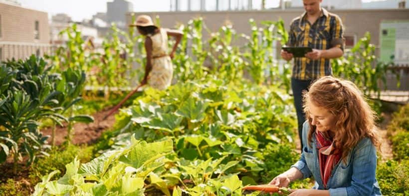 Drei Personen betreiben Urban Gardening, gärtnern also mitten in der Stadt