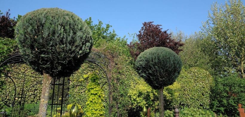 Bäume und Hecken im Garten